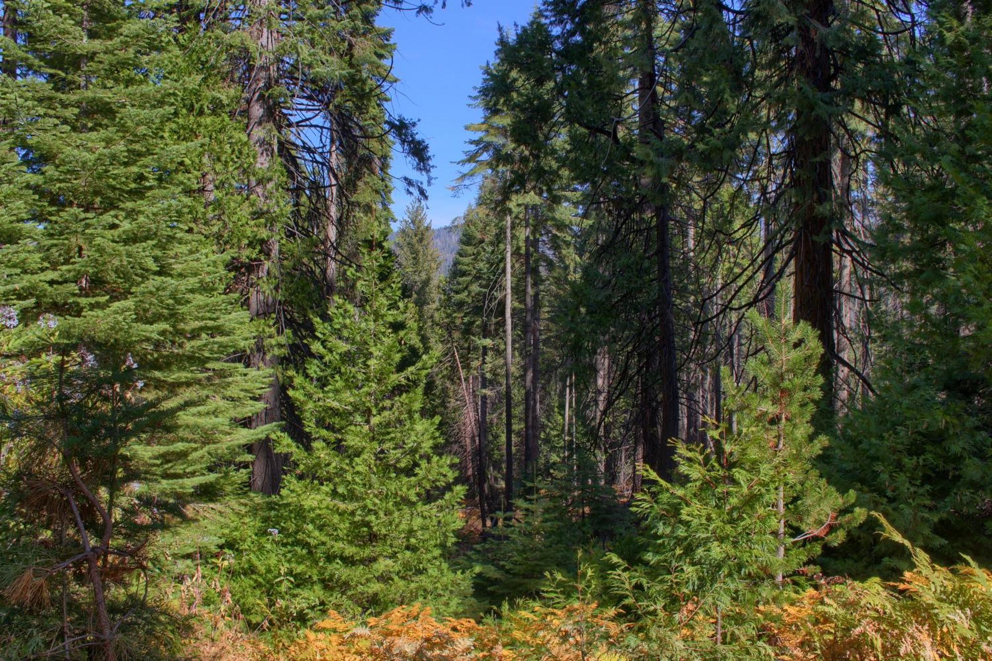 Vila Aspen House In Fish Camp- 2 Miles From Yosemite'S South Entrance Exteriér fotografie